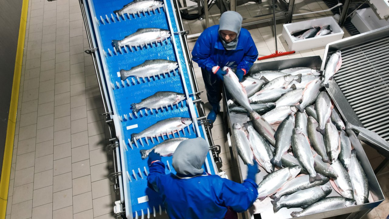 Karadeniz’in yeni ihraç markası: Türk somonu, Norveç somonu ile yarışıyor!