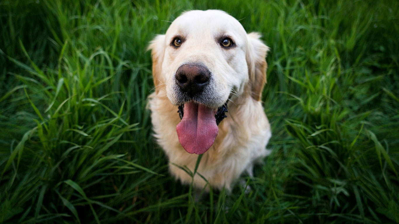 Turistlere köpek vergisi geliyor: Günlük 1.5 euro