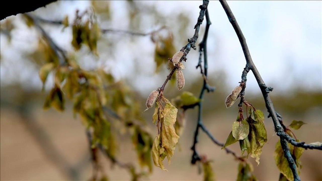 2025 zirai don desteği ödemeleri ne zaman yatacak? Kimler faydalanacak, hangi ürünler kapsamda?