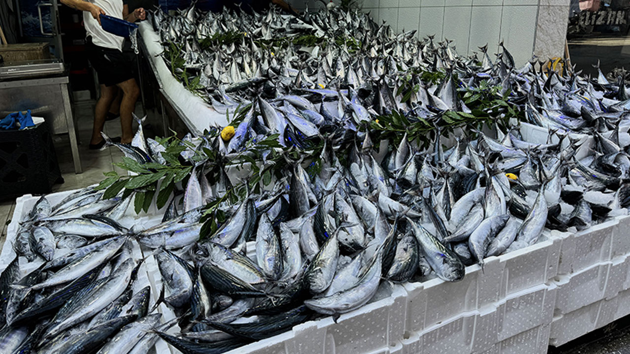 Fiyatlar cep yakıyor: Balık tezgâhlarında son durum!