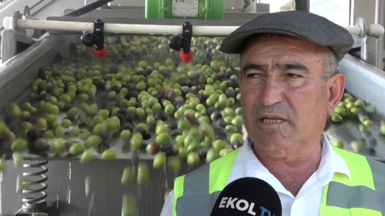 Antalya’da zeytin hasadı bereketli başladı: 2024 yılını farkla geride bıraktı!