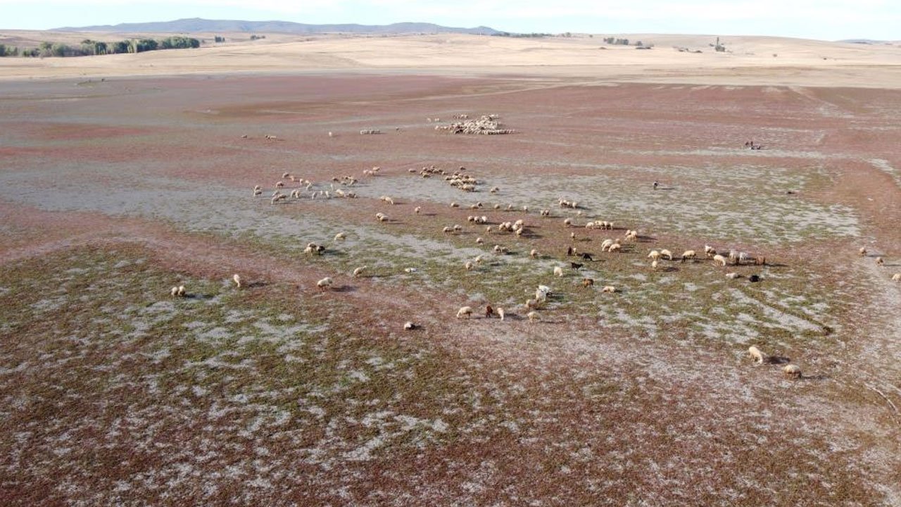 Kuraklığın vahim tablosu! Artık hayvanlar otluyor
