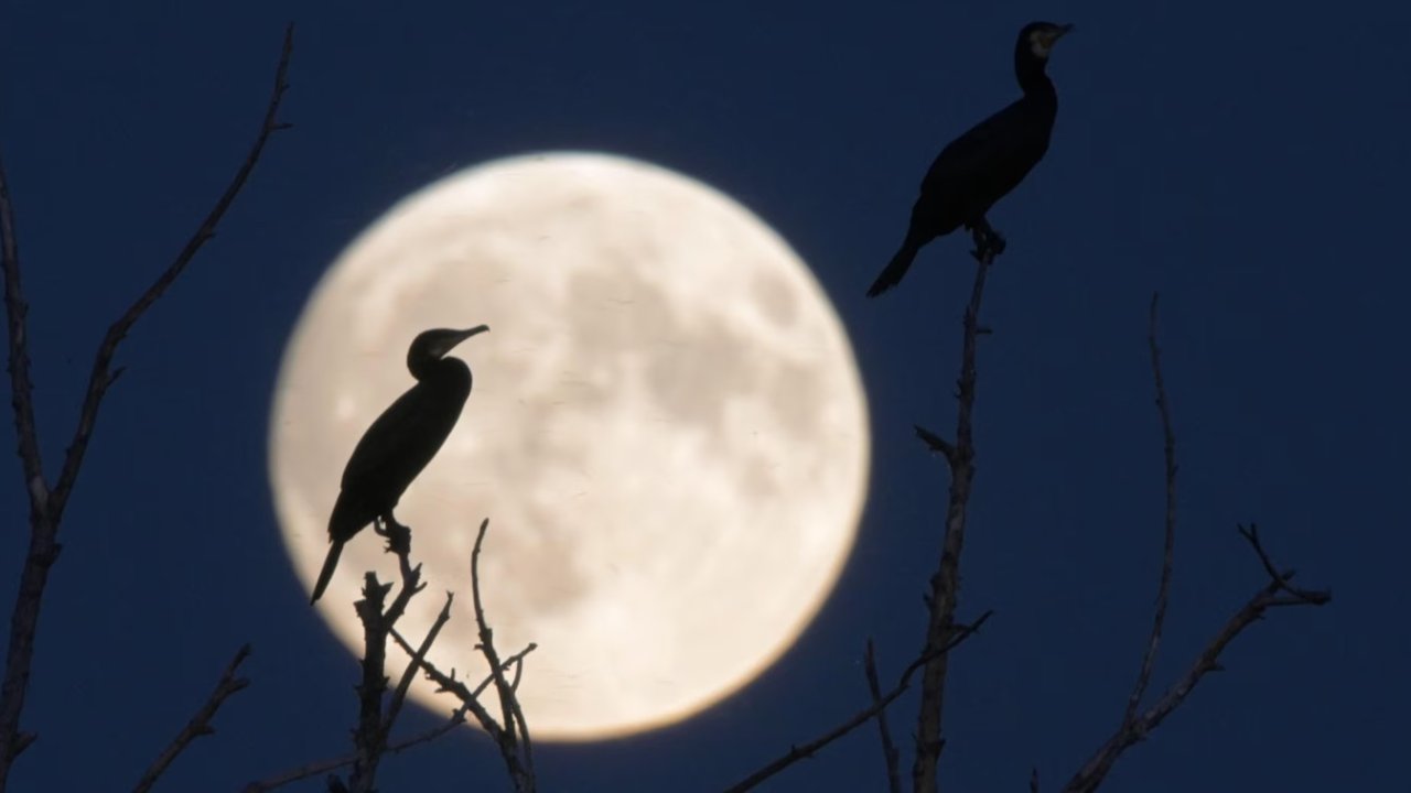 Gözünüz gökyüzünde olsun! İşte Ekim ayında kaçırmamanız gereken 9 astronomik olay