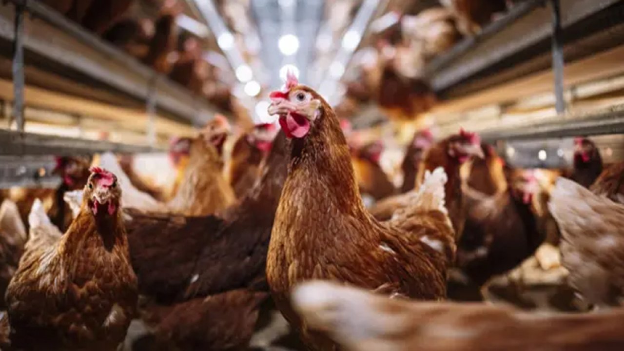Kuş gribi geri döndü: 2,5 milyon hayvan itlaf edildi