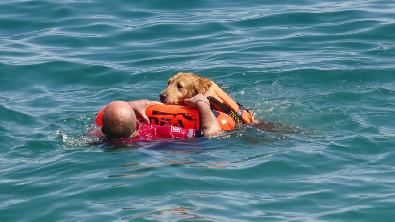 Dört ayaklı kahraman: Türkiye’nin ilk su altı arama köpeği Zeyna!