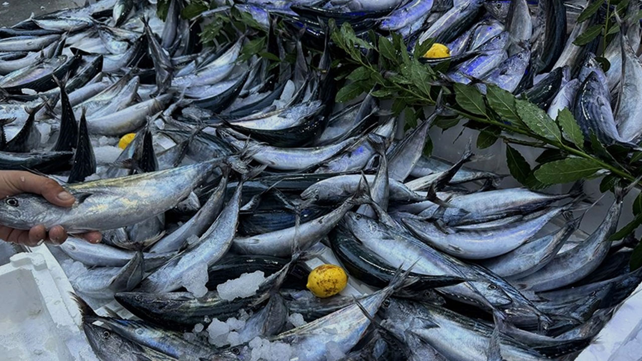 Bursa balık hallerinde "metreli" denetim: Kaçak balığa el konuldu, yasağı delenlere ceza kesildi