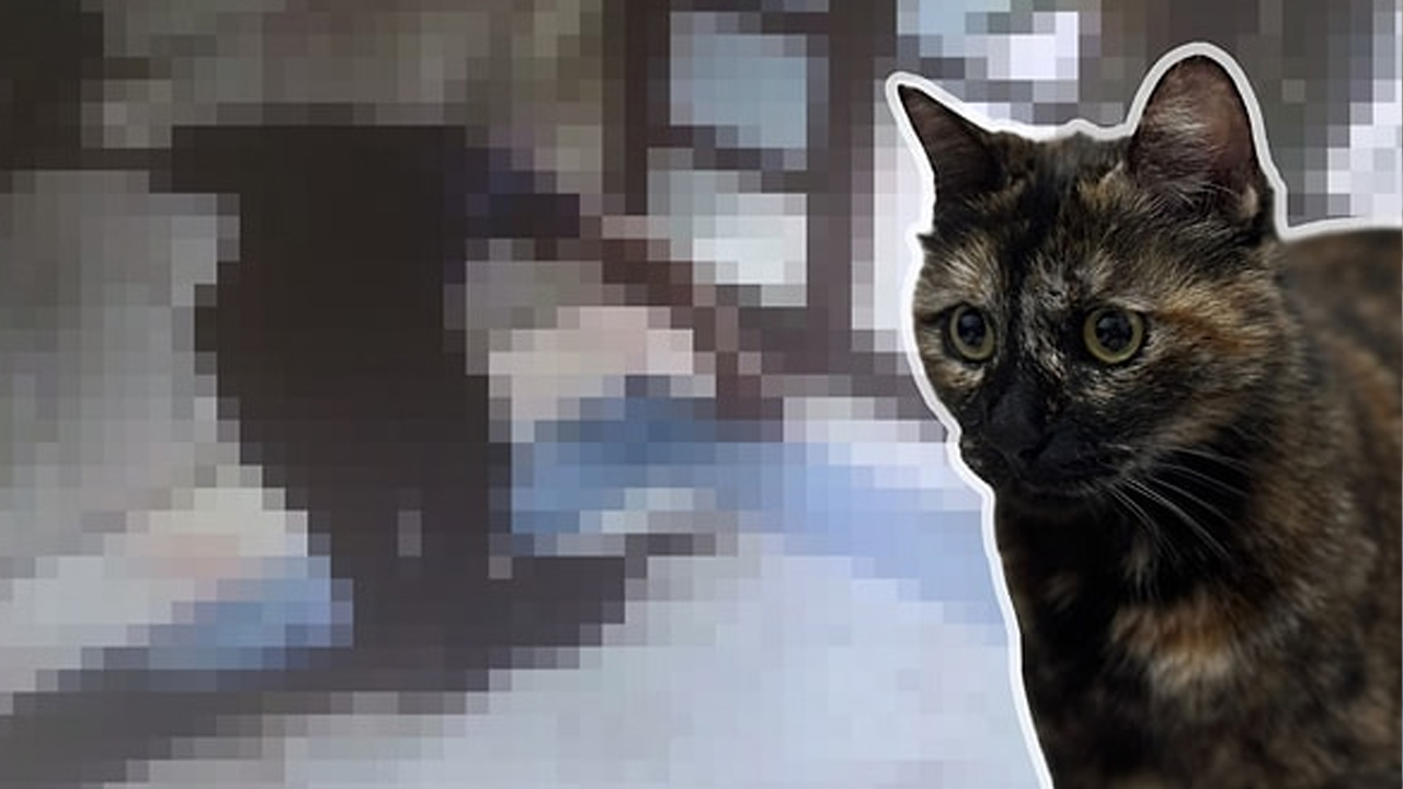 Mahkeme Cezve'nin katiline acımadı! Üst sınırdan hapis cezası verildi...