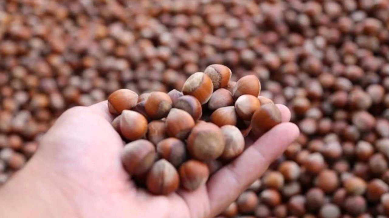 Giresun mu Ordu mu? Fındıkta bitmeyen tatlı rekabet!