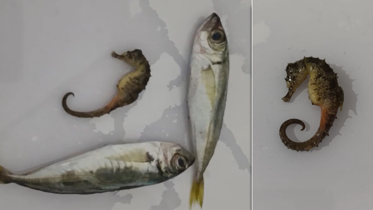 Çarşıdan aldığı balığın içinden çıkan şoke etti!