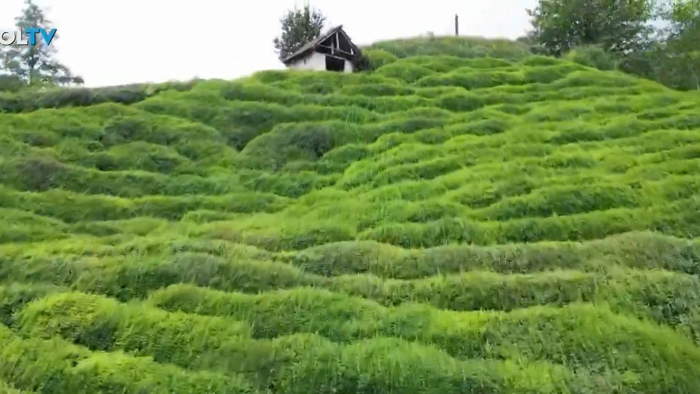 Doğu Karadeniz’de çay alarmı: Rekolte yüzde 20 düştü, acil önlem talebi geldi