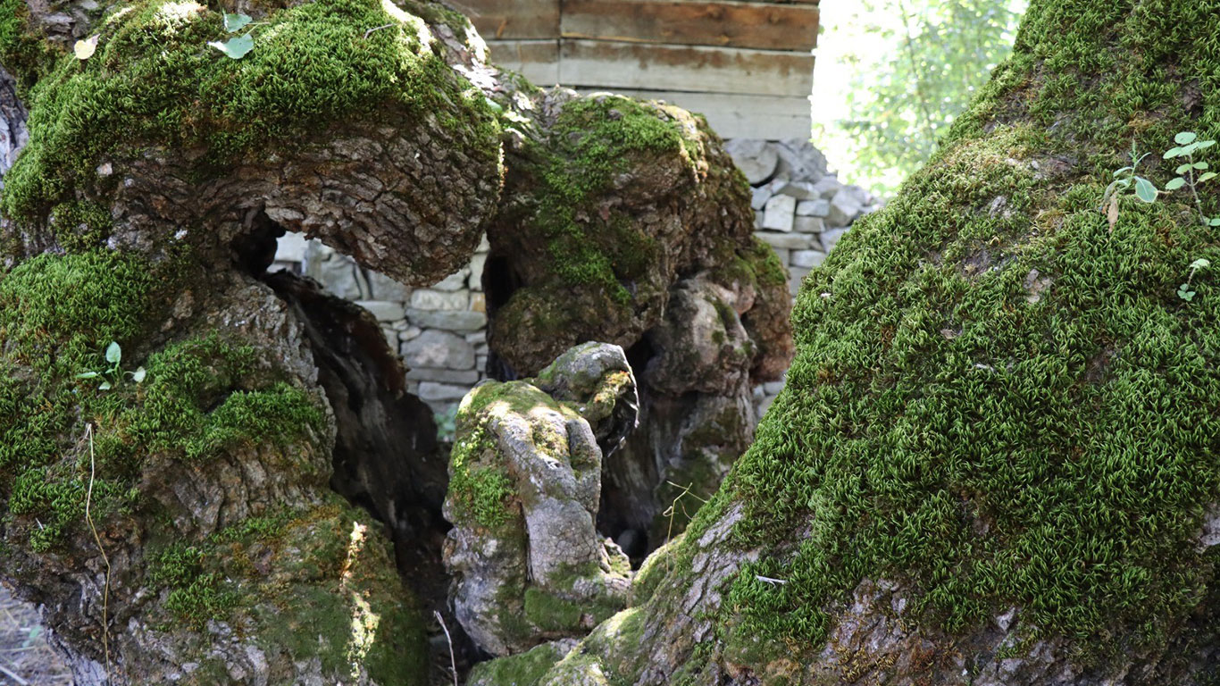 300 yıllık dut ağacında şaşırtan detay: İnsan silueti görenleri hayrete düşürdü