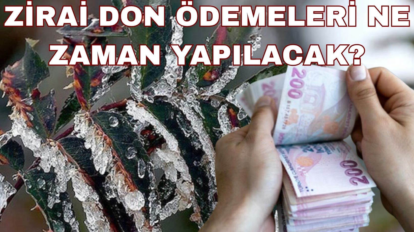 Tarım Bakanlığı'ndan açıklama geldi: Zirai don desteği kimlere ve ne zaman yatacak?