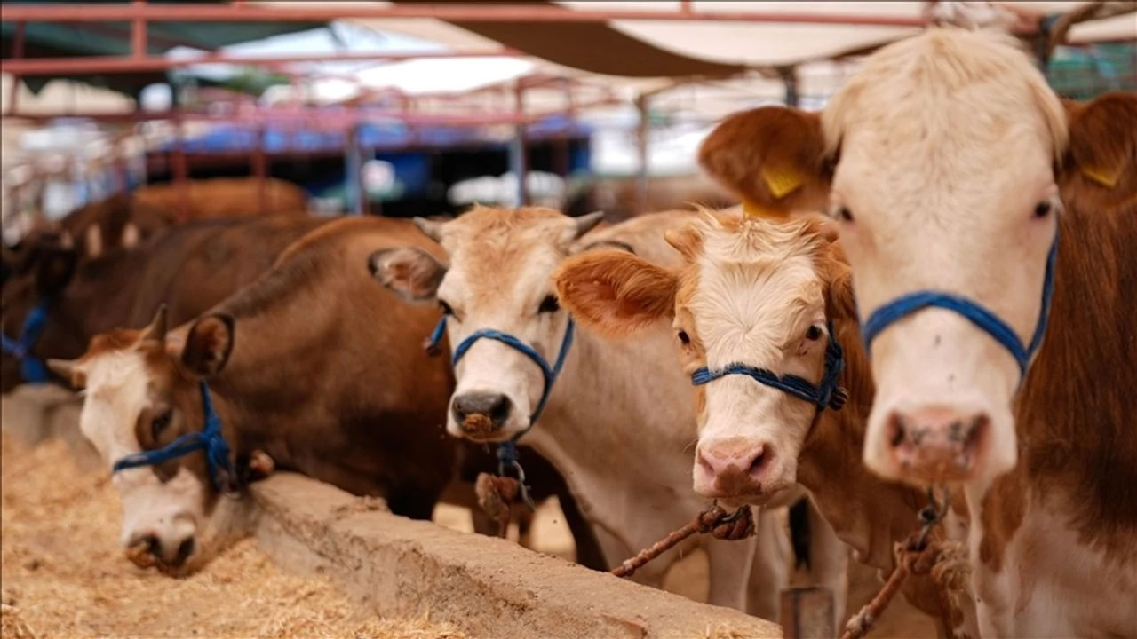 Şap için alarma geçildi! Hastalık görüldü: Hayvan pazarı kapatıldı!