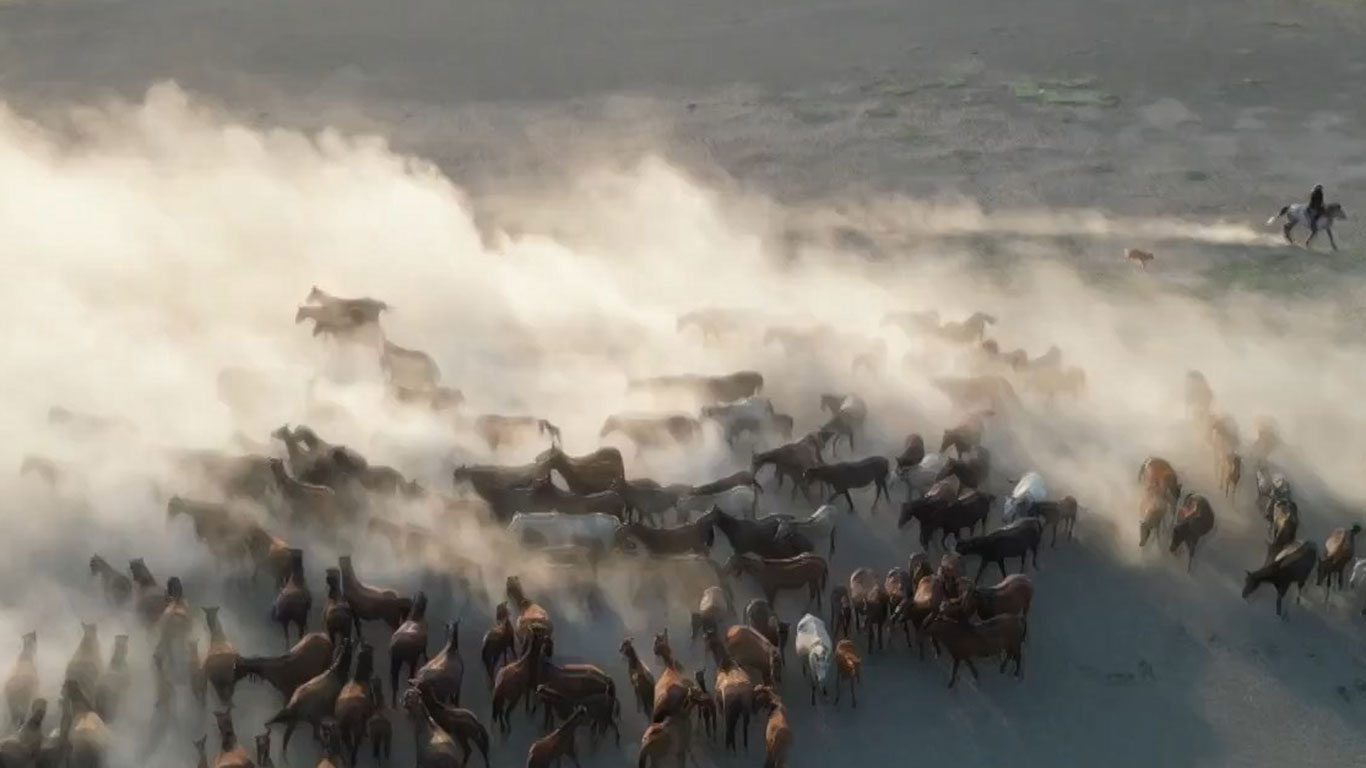 Erciyes’in eteklerinde özgürlüğe koşan efsaneler: Yılkı Atları