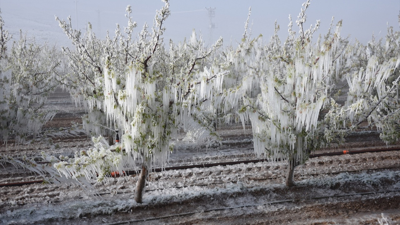 Valilikten zirai don uyarısı!