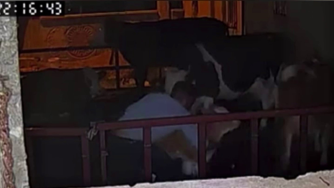 Adıyaman'da buzağı hırsızlığı: Kucaklayıp götürdüler