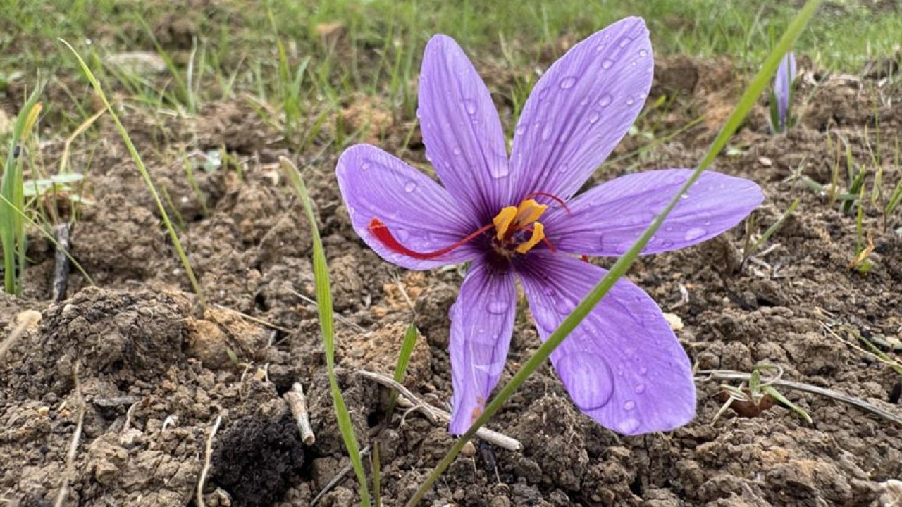 Safranın fiyatı dudak uçuklattı! Dünyanın en pahalı baharatı!