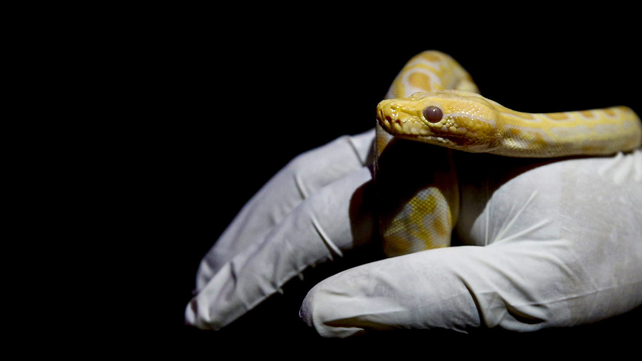 Konya'da pes dedirten olay! Asayiş kontrolü sırasında cebinden yavru piton çıktı