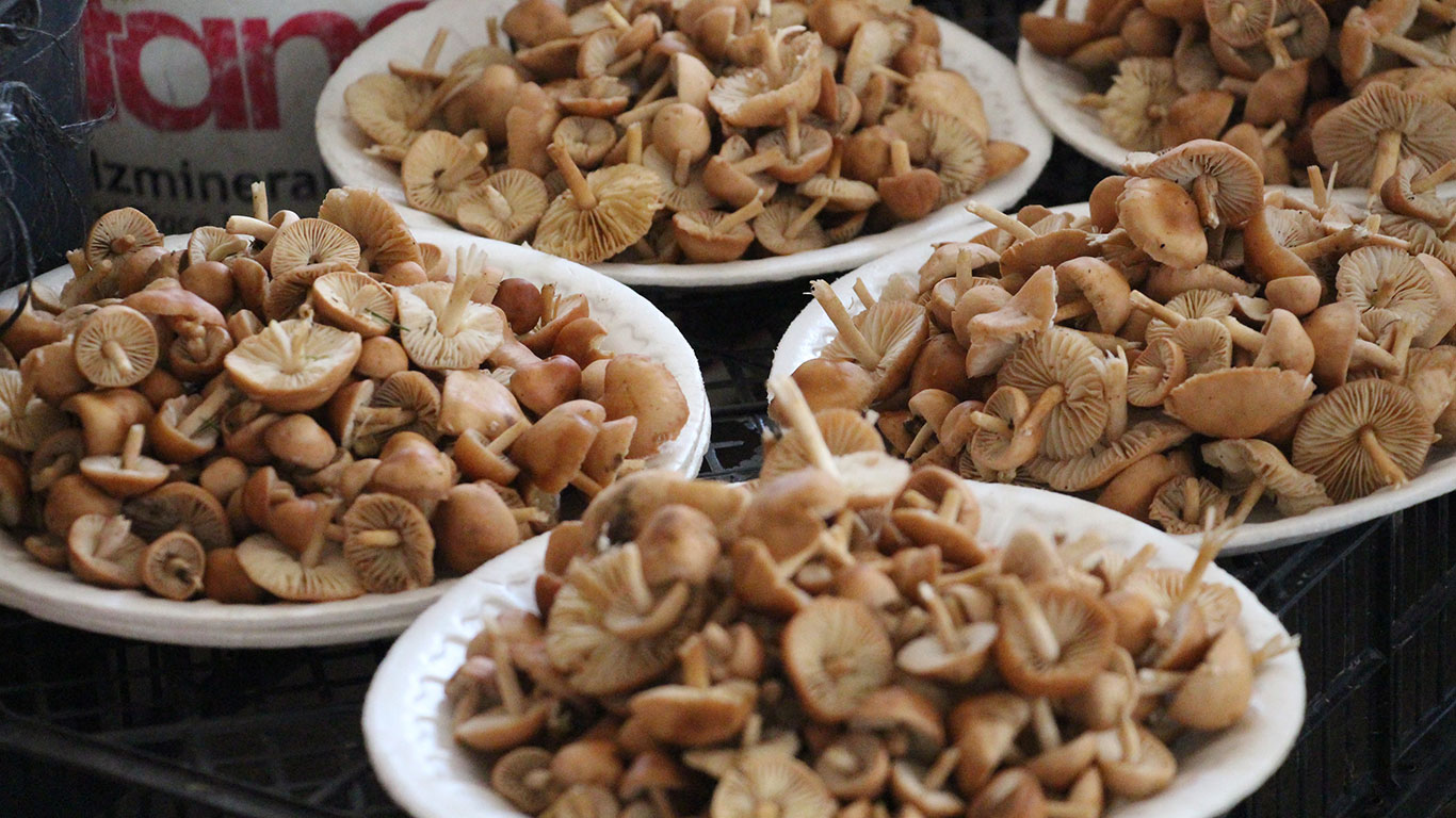 Kanlıca mantarı bereketi: Ormandan kova kova toplandı, kilosu 400 liradan satılıyor