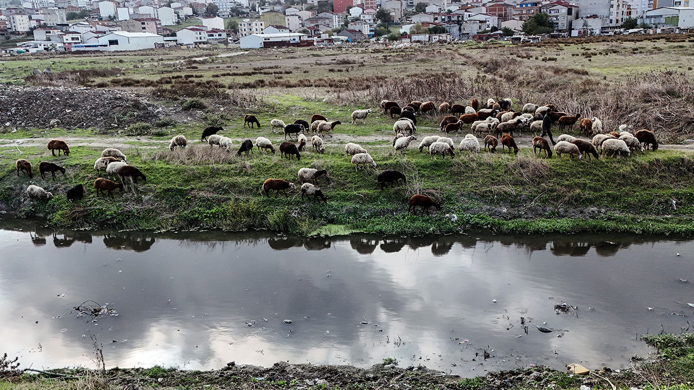 İstanbul'da o dereden zehir akıyor: Dere siyaha büründü