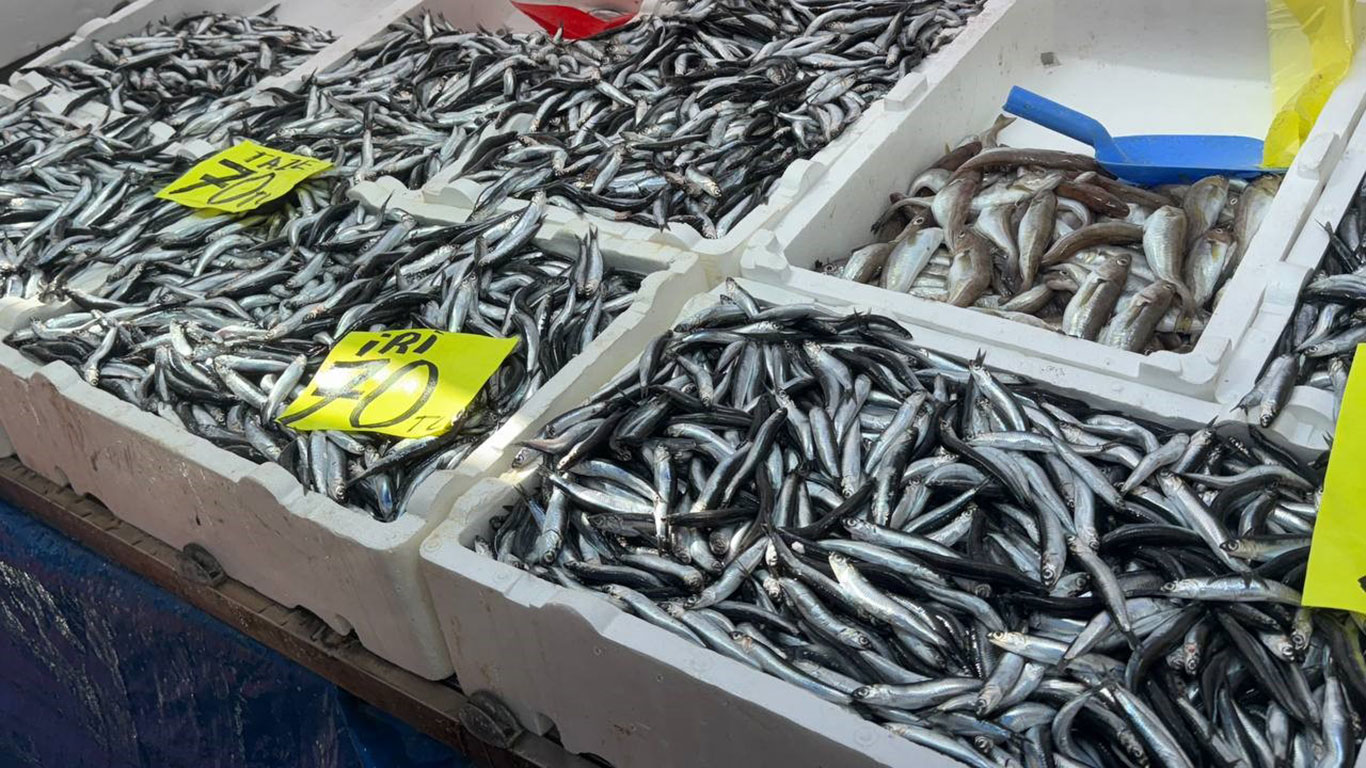 Kilosu 70 liraya düştü, resmen akın ettiler: Hamsi bolluğu yüzleri güldürdü!