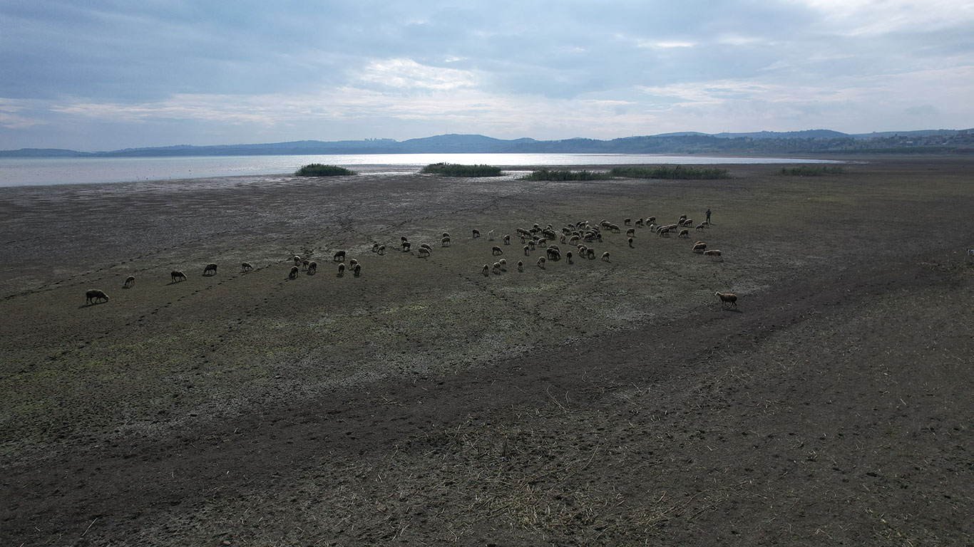 İstanbul'da su krizi büyüyor! Büyükçekmece'de kuruma sürüyor: Çobanlar koyun otlatıyor!