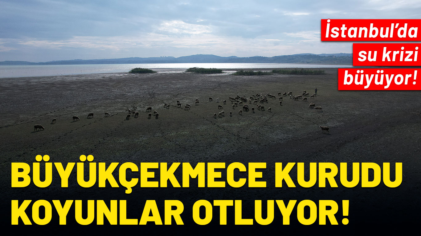 İstanbul'da su krizi büyüyor! Büyükçekmece'de kuruma sürüyor: Çobanlar koyun otlatıyor!