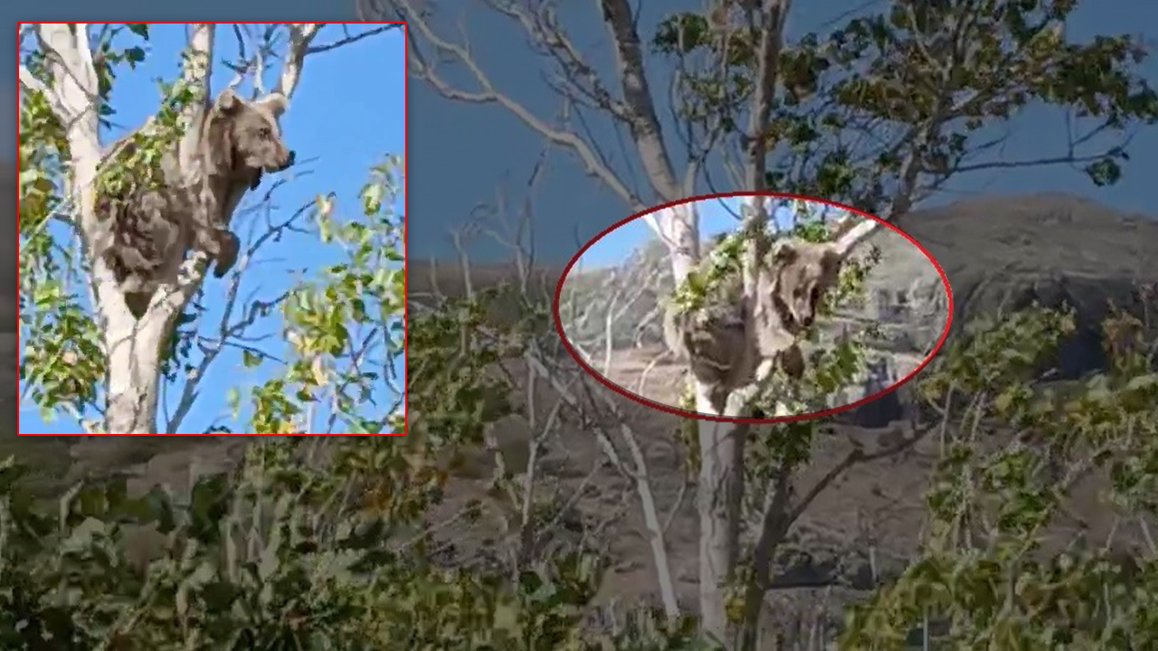 Görenleri şaşkına çeviren manzara! Köpeklerden kaçan yavru ayı ağaca tırmandı