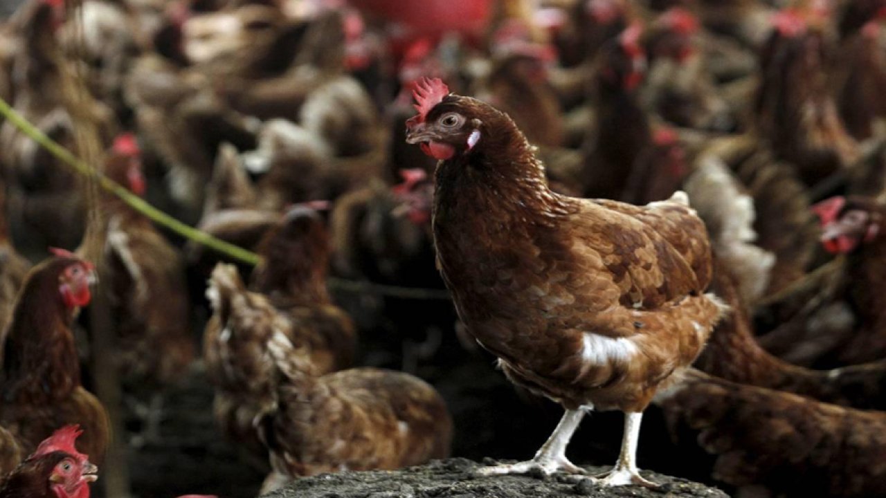 Kuş gribinde alarm verildi: 400 bin kümes hayvanı telef edildi!