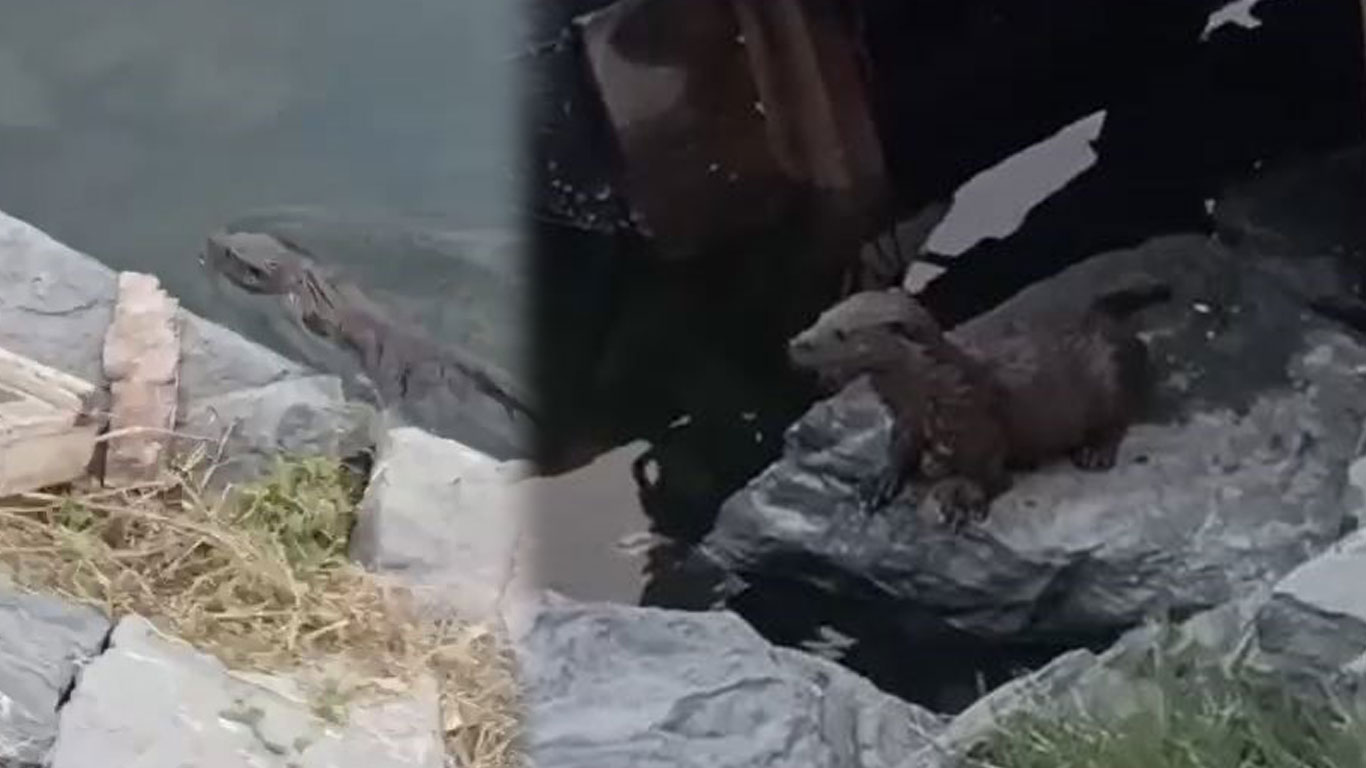 Nesli tükeniyor! Küçükçekmece Menekşe Deresi’nde su samuru görüldü