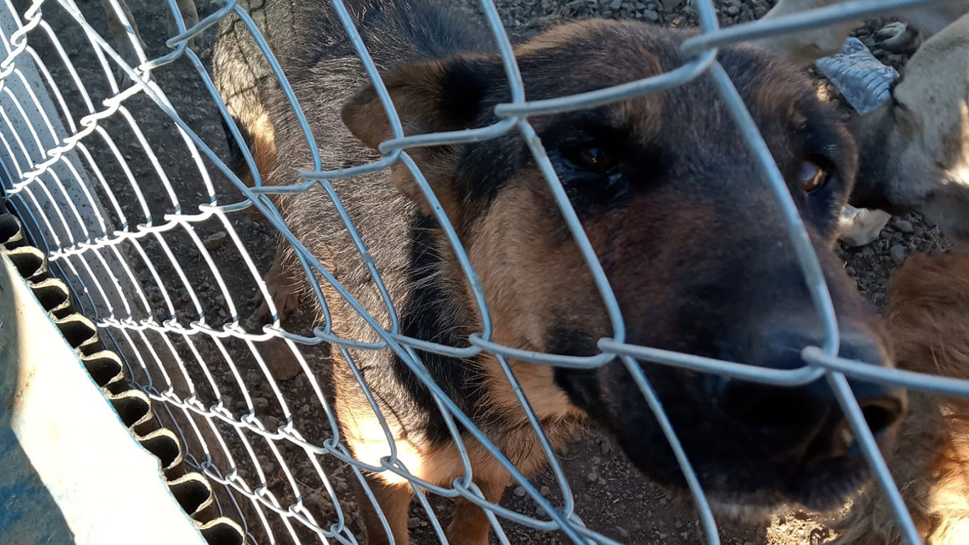 Yozgat'ta dehşet! Elinde kürekle köpeğe şiddet uygulayan cani gözaltına alındı