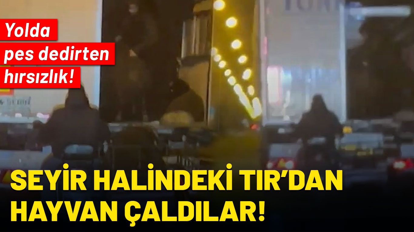 Yok artık dedirten hırsızlık! Seyir halindeki TIR'dan küçükbaş hayvan çaldılar