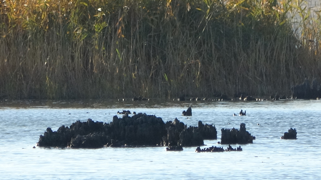 Kuraklık Erçek Gölü'nün sırrını ortaya çıkardı: Mikrobiyalitler gün yüzünde