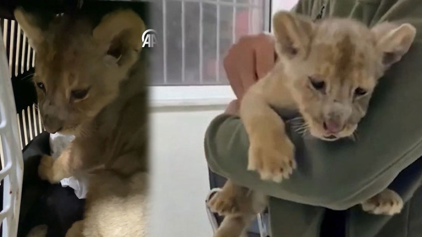 İstanbul'da 35 günlük Afrika aslanına el konuldu: Veteriner kliniğinde bulundu