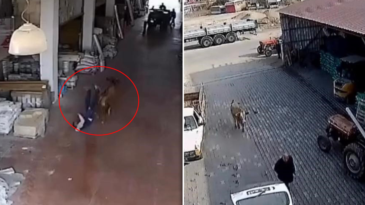 Başıboş inek dehşeti: Depoya girip vatandaşlara saldıran inek viral oldu