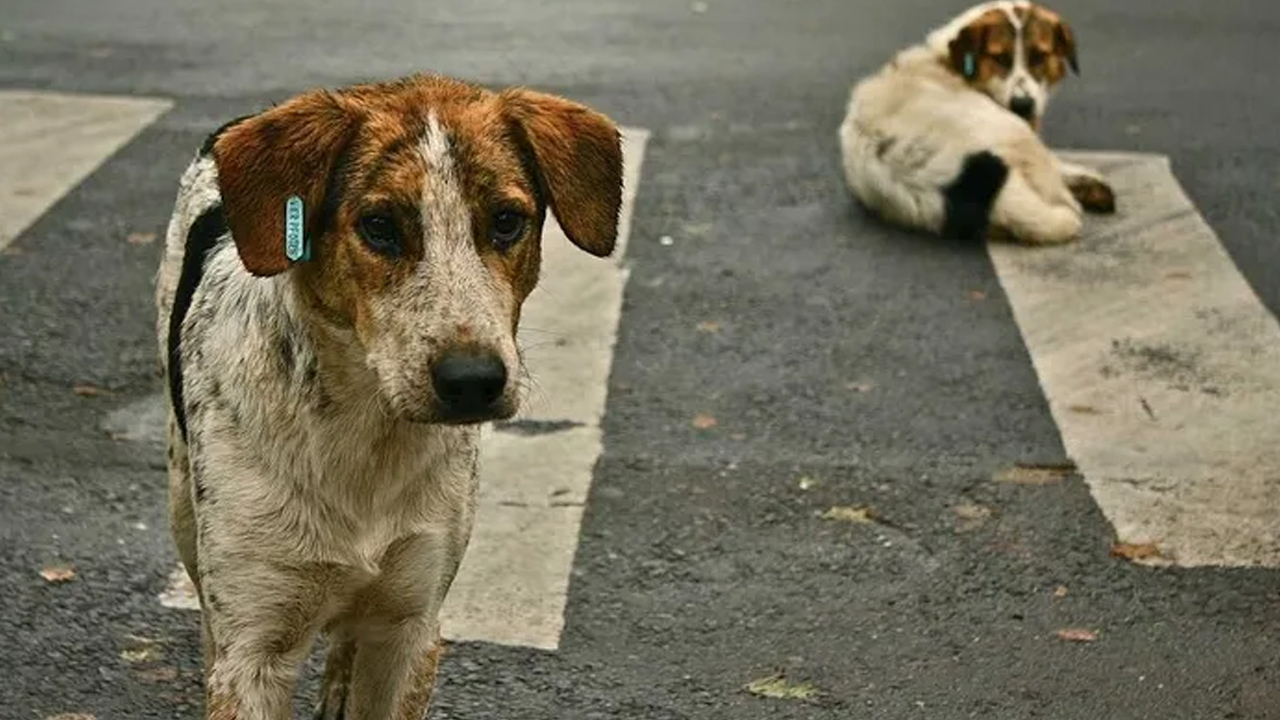 İstanbul Valiliği'nden sahipsiz hayvan genelgesi: Sokak köpeklerinin kontrolsüz beslenmesi yasaklandı