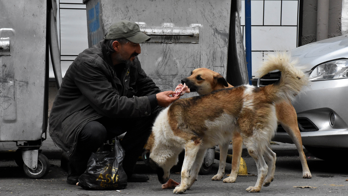 İstanbul’da sokak köpeklerine besleme yasağı: Hangi alanlarda yasak geldi, karar neden alındı?