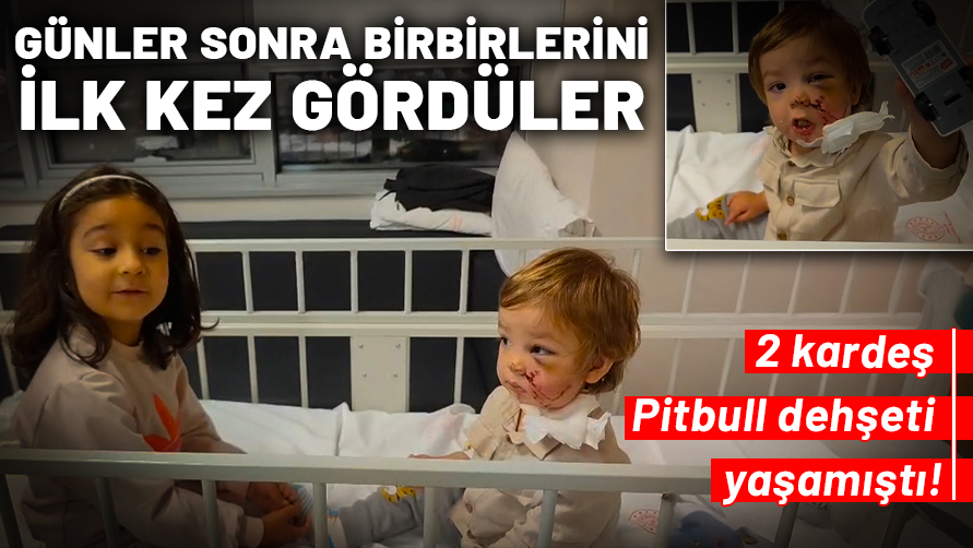2 kardeş Pitbull dehşeti yaşamıştı! Günler sonra birbirlerini ilk kez gördüler