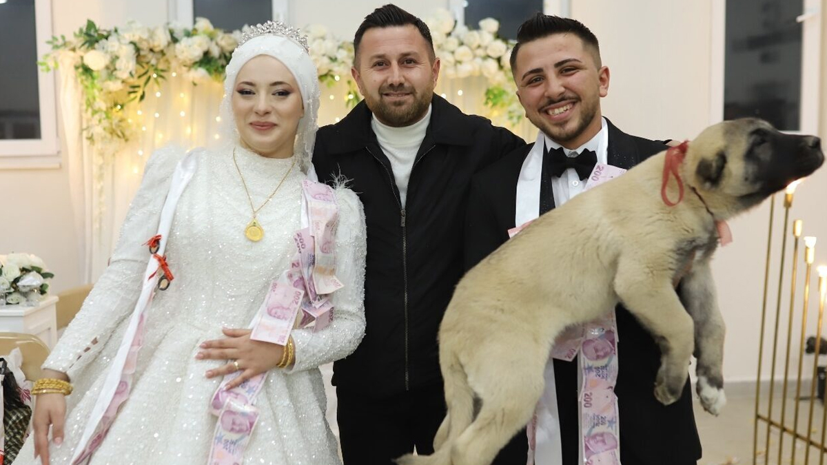 Denizli'de düğünde gelin ve damada takı yerine çoban köpeği hediye edildi