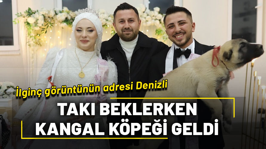Denizli'de düğünde gelin ve damada takı yerine çoban köpeği hediye edildi