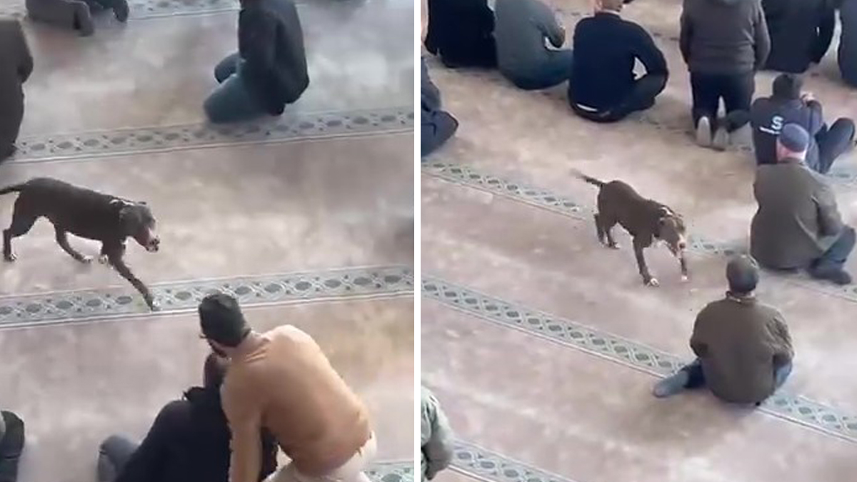 Camide pitbull korkusu! Cemaat ne yapacağını şaşırdı: Sahibine işlem yapıldı