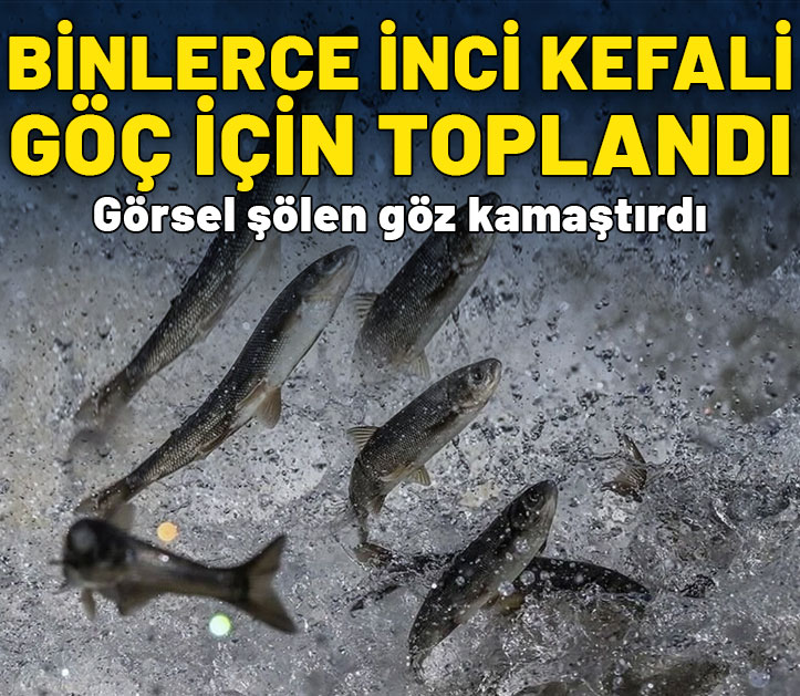 Yavru inci kefallerinin Van Gölü'ne dönüş göçü başladı