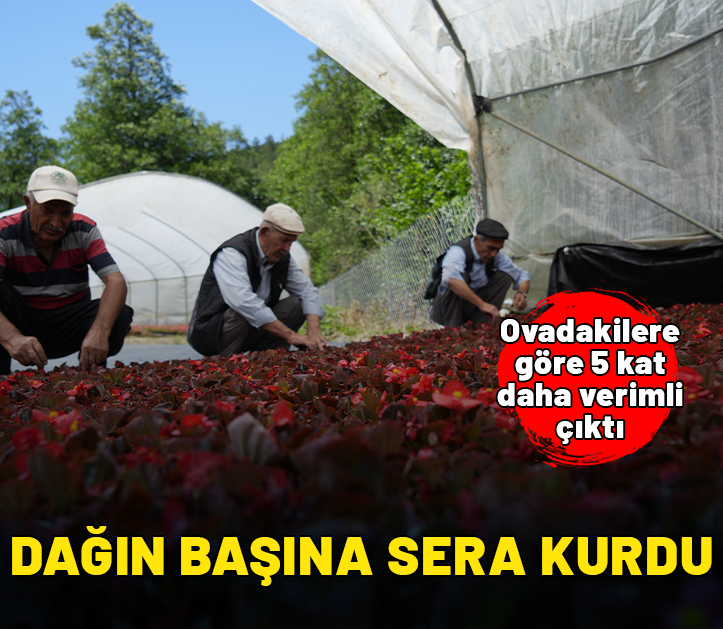 Dağın başına sera kurdu! Ovadakilere göre 5 kat daha verimli çıktı