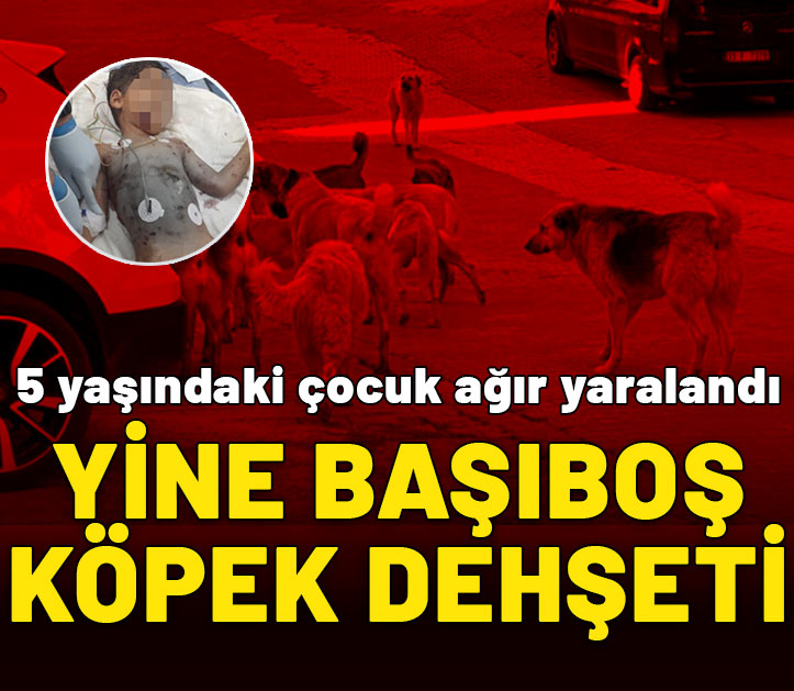 Yine başıboş köpek dehşeti! 5 yaşındaki çocuk ağır yaralandı