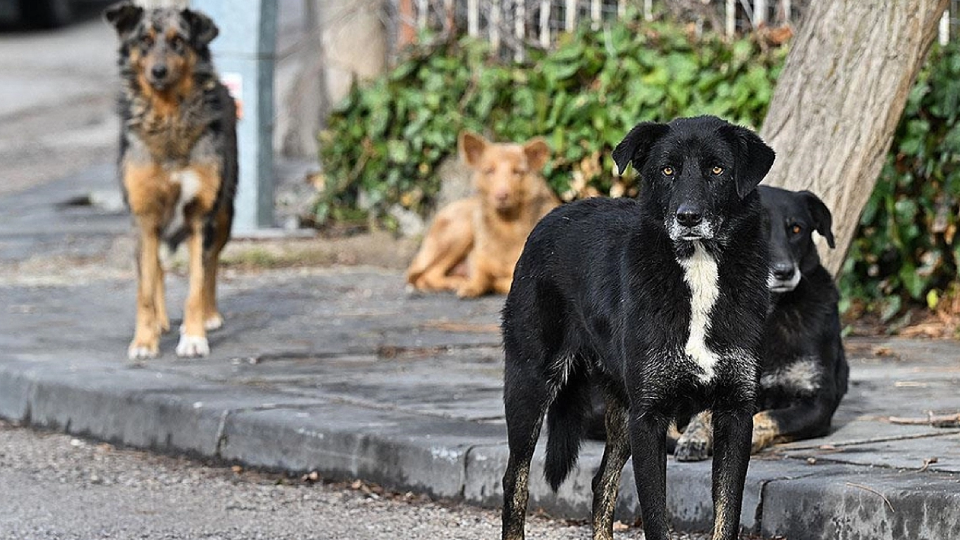 Sıcak havalar köpeklerin daha saldırgan olmasına yol açabiliyor