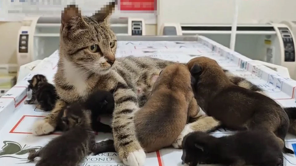 Anne kedi kimsesiz yavru köpekleri sahiplendi