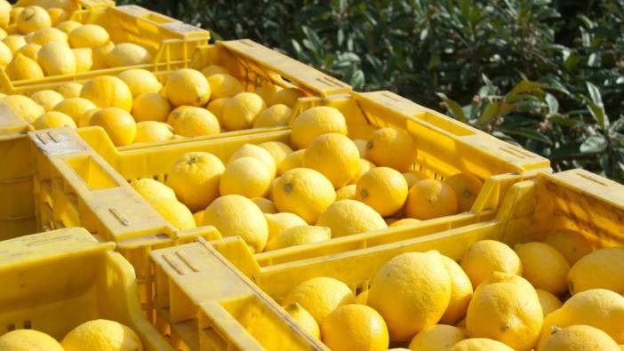 Türkiye’den gönderilecek limonlarda pestisit çıktı: Binlerce kilo limon imha edildi