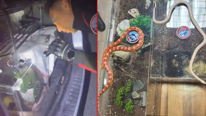 İstanbul'un göbeğinde şoke eden operasyon: Otomobilin bagajından piton ve zehirli mısır yılanları çıktı