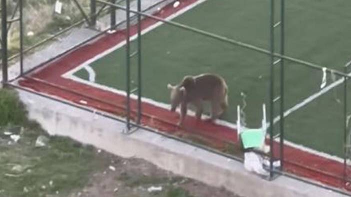 Ardahan'da ayı halı sahaya girdi, büyük korku yaşattı