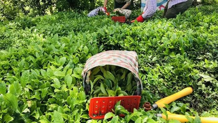 Son dakika! Tarım ve Orman Bakanlığı açıkladı: Yaş çay alım fiyatı belli oldu